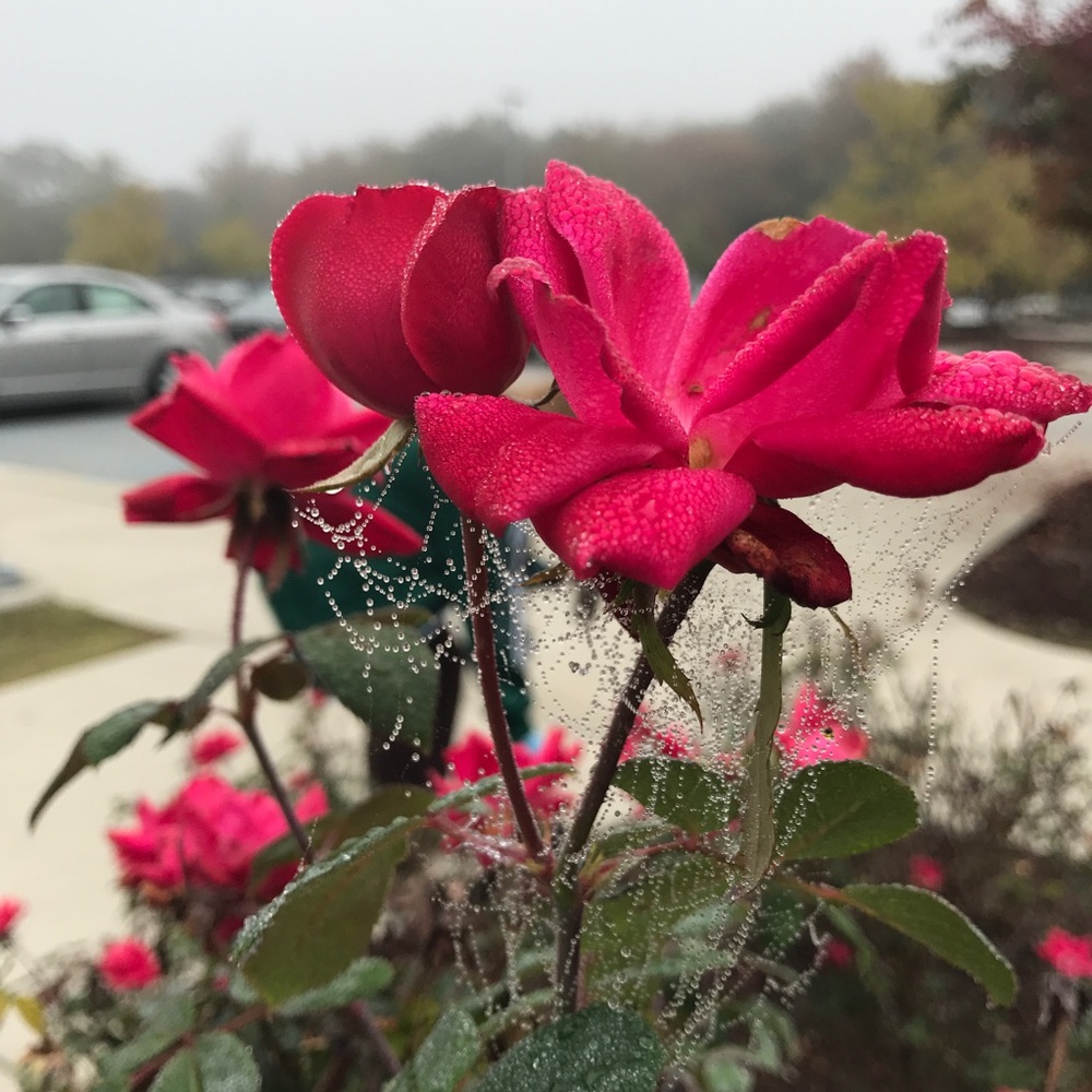 Meet your Posher, Alexandria